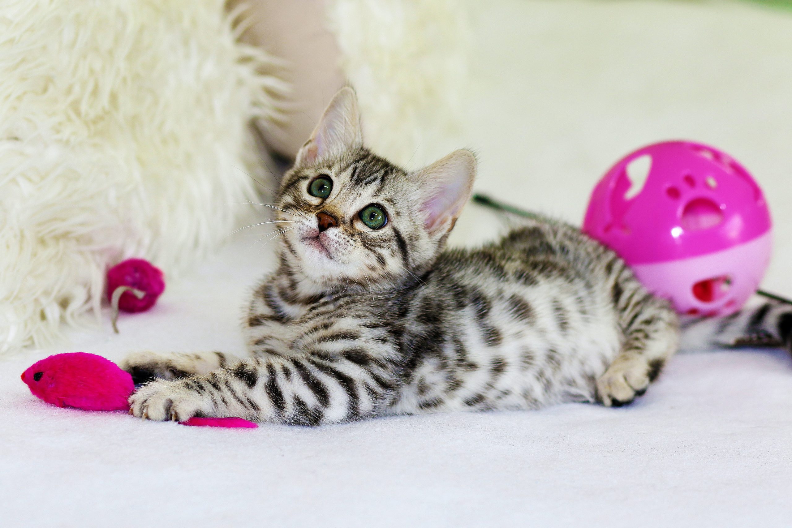 Kitten plays with string